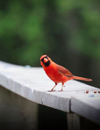 Close-up of bird perching on retaining wall