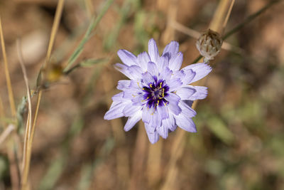 Close-up of purple flowering plant