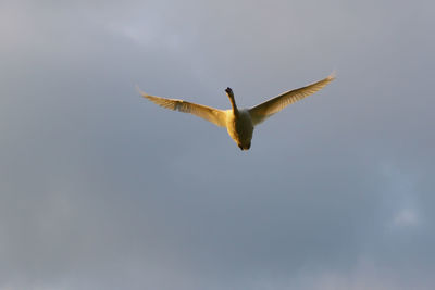 Low angle view of birds flying in sky