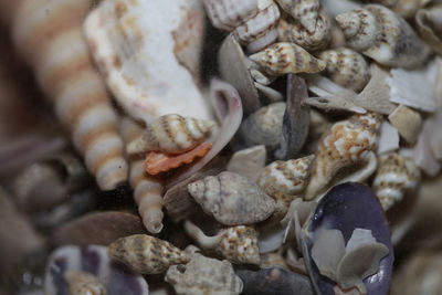 Full frame shot of crab in sea