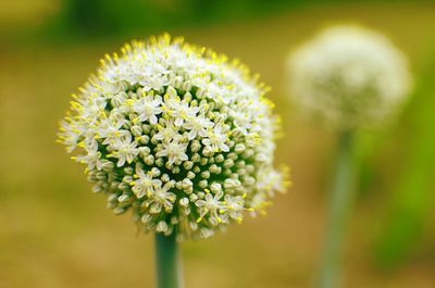 Close-up of white flowering plant