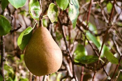 Close-up of a ripe pear on the tree