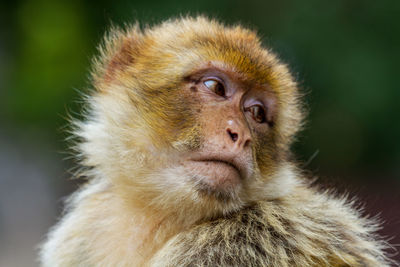 Close-up of monkey looking away