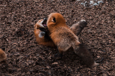 Fox fighting