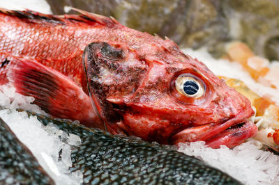 Scorpion fresh fish in public market