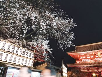 Low angle view of cherry tree by building at night