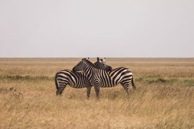 Zebra standing on field against clear sky