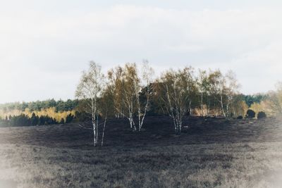 Trees on field against sky