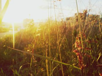 Close-up of plants on field at sunset