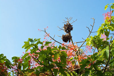 Low angle view of butterfly on plant