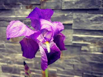 Close-up of purple iris flower