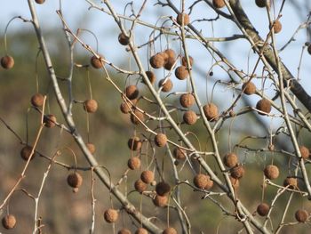 Close-up of berries growing on tree