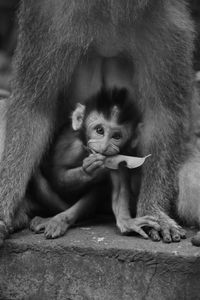 Close-up of monkey on stone wall