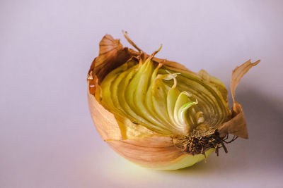 Close-up of yellow rose against white background