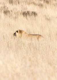 View of cat on landscape
