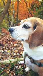 Close-up of dog on tree