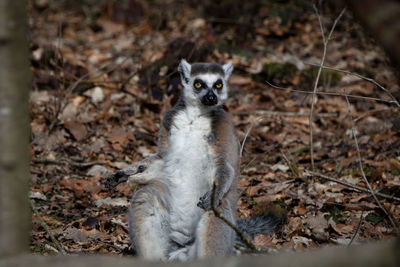 Portrait of ring  tailed lemur sitting on land in the sun