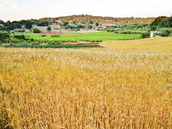 Scenic view of wheat field against sky