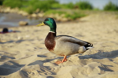 Close-up of peacock on sand