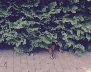 High angle view of vizsla sleeping under plants