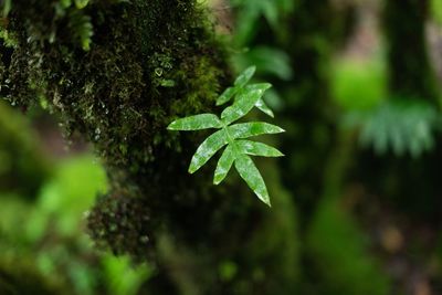 Close-up of green leaves on plant