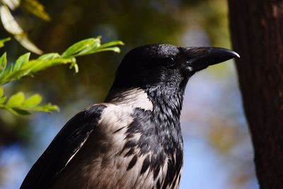 Close-up of bird perching on tree