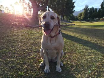 Dog on field against sky