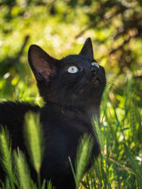 Close-up of a cat looking away