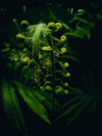 Close-up of green leaf against black background