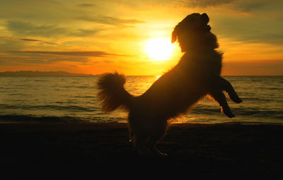 Silhouette dog rearing up at beach against sky during sunset