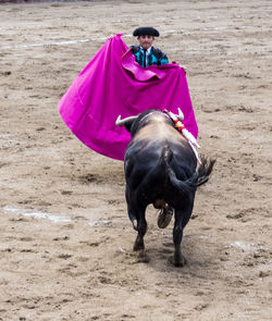 Portrait of horse riding