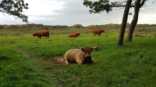 Cows on field against sky