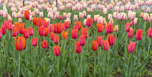 Close-up of red tulip flowers in field