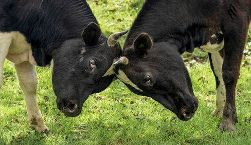 Cows grazing and fighting on field