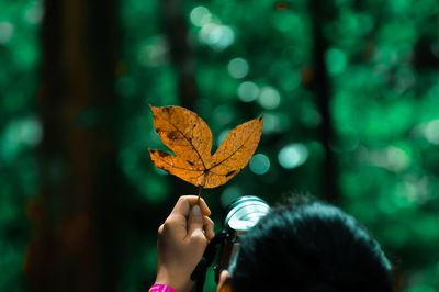 Close-up of person holding maple leaves