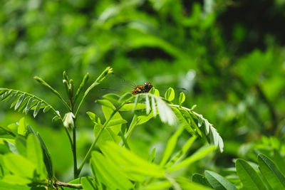 Close-up of insect on plant