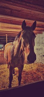 Horse standing in ranch