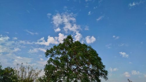 Low angle view of trees against blue sky