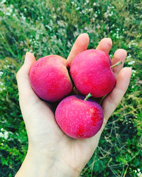 Close-up of hand holding strawberries