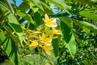 Close-up of yellow flowering plant