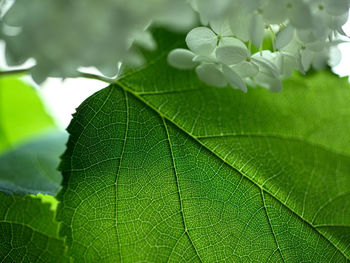 Close-up of green leaves on plant