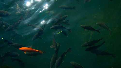 High angle view of fish swimming in sea