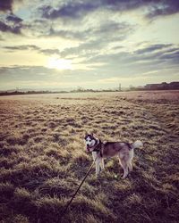 View of dog on field during sunset