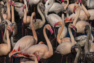 Close-up of pelicans at zoo