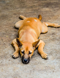 High angle portrait of dog