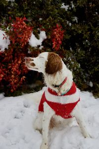 View of a dog on snow covered land