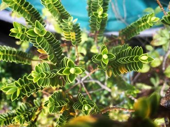 Close-up of fern leaves