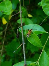 Close-up of insect on plant