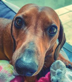 Close-up portrait of dog looking at camera