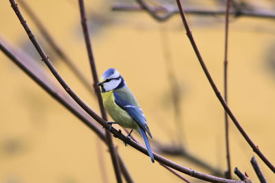 Close-up of bird perching on branch